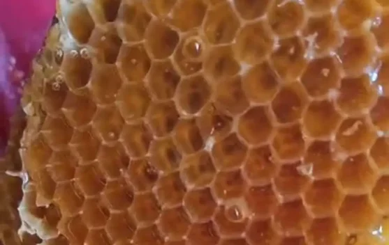 Beeswax: Lilin Lebah Alami dengan Banyak Manfaat