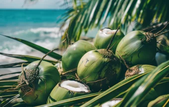 Benarkah Kelapa Picu Kolesterol? Ini Penjelasannya